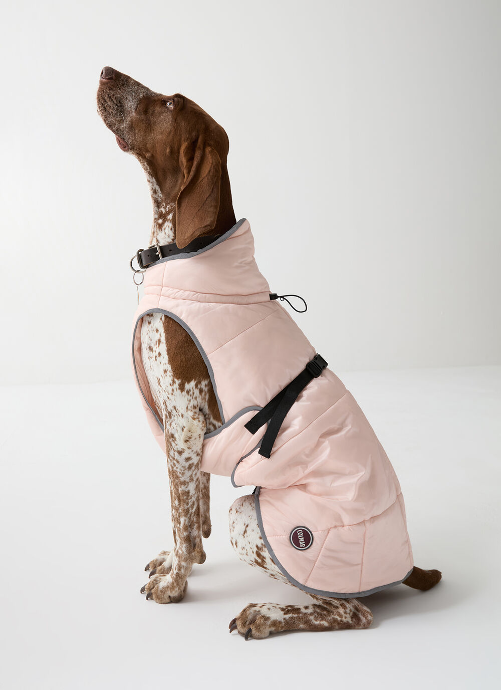 Padded jacket for dogs  image number 0